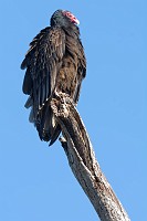 D71_3697 Turkey vulture keeps a watchful eye