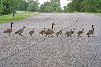 D5C_1918 Goose family crosses the Parkway near Glebes Gut