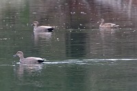 D71_3317 Ducks on Wormlry Pond