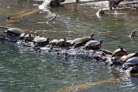 D71_3917 Turtles at Wormley Pond taking advantage of an unusually warm early March day