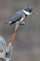 D71_4033 Belted kingfisher on the York River