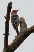 D71_4045 Red-bellied woodpecker