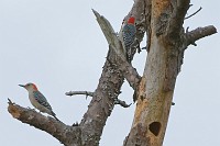 D71_4512 Red-bellied Woodpeckers