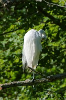 D71_7520 Great egret over Wormlry Creek in breeding plumage