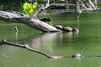 D71_7532 Turtles on Wormley Pond
