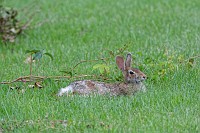 D71_7822 Rabbit chillin' in the fron yard