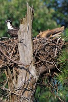 D5C_0904 James River osprey nest
