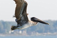 2016-10-30_york_pelicans