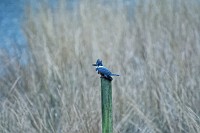 D5C_4270 Wormley Creek kingfisher