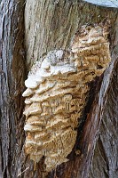 D5C_4550 Strange tree fungus