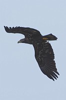 D5C_4862 Immature eagle flies overshead