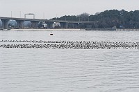 D5C_5372 Large flock of ducks on the York River