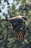 D5C_6170 Juvenile eagle over Chisman Creek