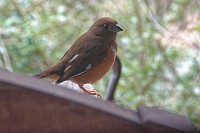 D71_9605 Towhee on the front porch