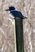 D5C_6452 Kingfisher at Wormley Creek