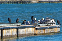 D5C_6500 Cormorants and pelicans on the floating pier at Yorktown