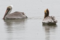 D5C_6840 Brown pelicans