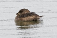 D5C_6856 
Pied-billed grebe
https://www.allaboutbirds.org/guide/Pied-billed_Grebe/id
