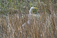 D5C_7166 Great egret @ Wormley Creek