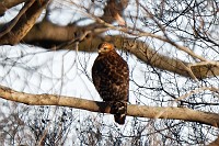 D5C_5199 Hawk near the eagle's nest