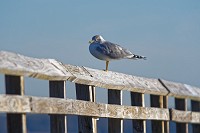 D5C_5272 Gull on the pier