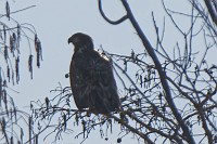 D5C_5486 Juvenile eagle across from the farm along the James River