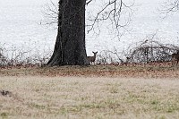 D5C_5600 Deer playing peek-a-boo by the Moore House