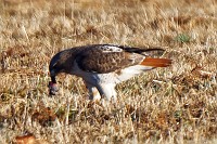 D5C_5853 Hawk chowing down on breakfast