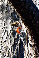 D5C_5897 Woodpecker near eagle nest