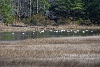 D5C_6039 Swans on Kings Creek
