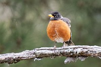 D5C_6363 Puffed up robin
