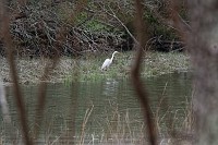 D5C_7060 Great egret in Wormley Creek views through the brush