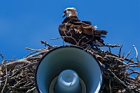 D5C_2667 Osprey Nest @LaRC