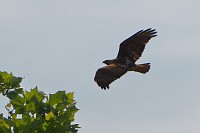 D5C_2696 Juvenile bald eagle along Surrender Road