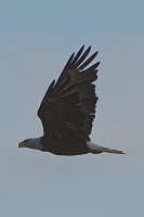 D5C_3171 Bald eagle by Cheatam Annex