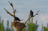 D5C_3233 Black buzzards have taken over osprey nest at College Creek on the James