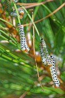D5C_3352 Redheaded pine sawfly larvae:
http://entnemdept.ufl.edu/creatures/trees/sawfly/redheaded_pine_sawfly.htm
