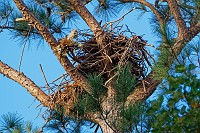 D5C_3942 Eagle nest after MIchael