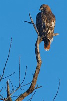 D5C_4632 Juvenile red-tailed hawk by Redoubbts 9&10