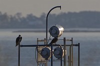 D5C_6770 Osprey pair take squatter's rights on the light tower at the mouth of the York River