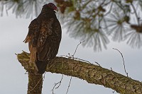 D5C_7008 Turkey vulture overlooking the  James River