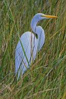 Wormley Creek egret and Pond GBH