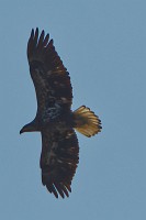 D5C_3828 Juvenile eagle near Jamestown Island