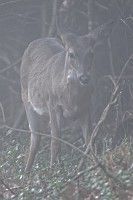 D5C_4601 Deer on the edge of brush near eagle nest