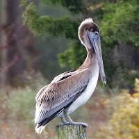 D5C_5457 Seaford pelican