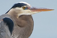 GBH along the Yorktown waterfont
