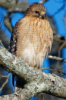 Sharp-shinned hawk by the Moore House