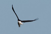 Fishing eagle and osprey over Chisman Creek