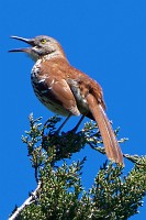Red thrasher, unkempt bluebird, baby bunny, cable laying ship departs