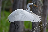 Egrets at Beaverdam Creek